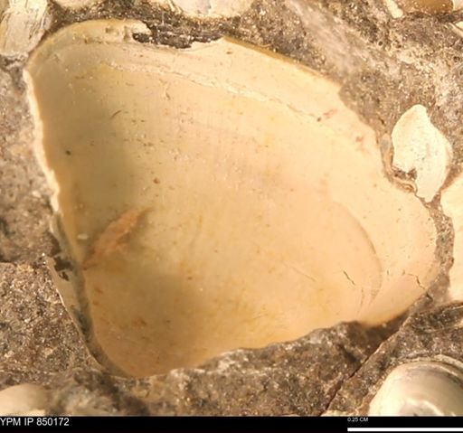 Scaphitidae