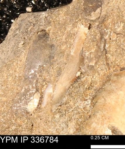 undet. Mollusca