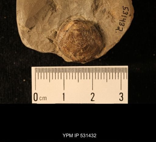 Lingulodiscina pleurites