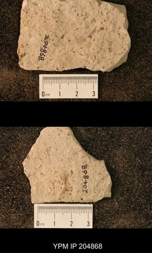 Blattaria