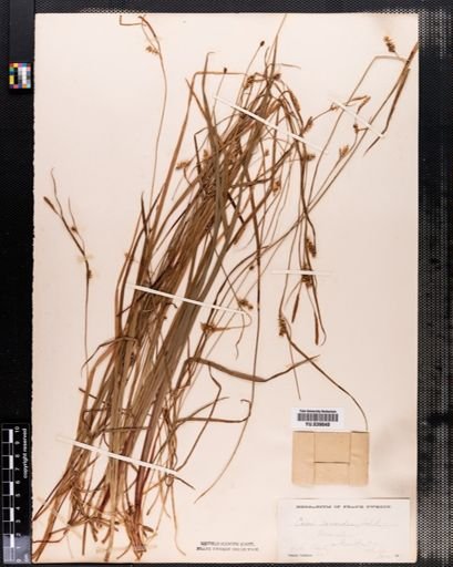 Carex conoidea