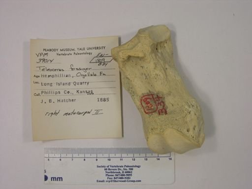 Teleoceras fossiger
