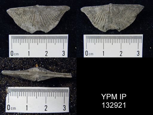 Mucrospirifer pennatus