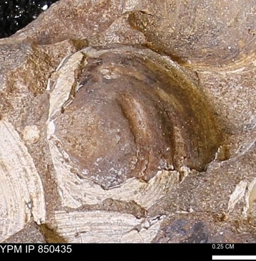 Limopsis striatopunctatus