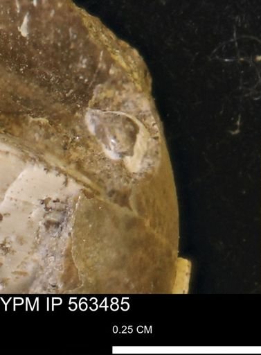 Limopsis striatopunctatus