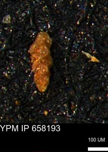 undet. Foraminiferida