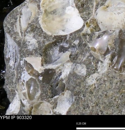 undet. Mollusca