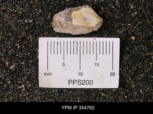 Pseudoptera subtortuosa