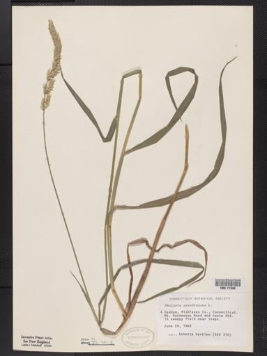 Phalaris arundinacea