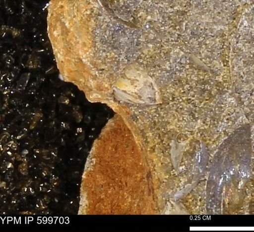 Protocardia subquadrata