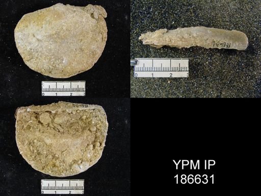 Derbya sp.