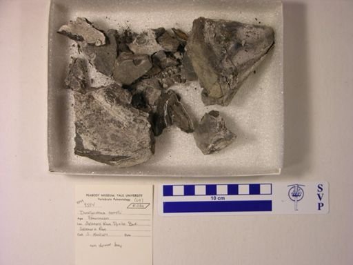 Dunkleosteus terrelli