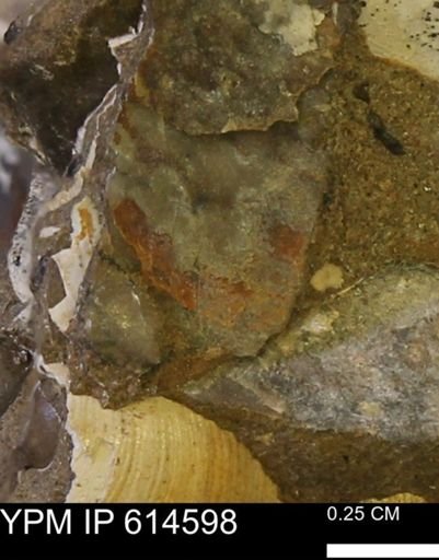 Mollusca?
