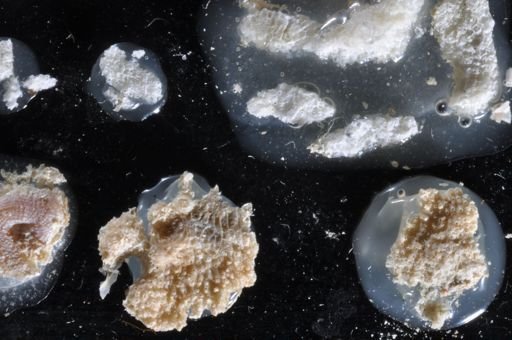 Parasmittina crosslandi