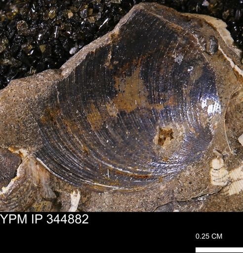 Limopsis striatopunctatus