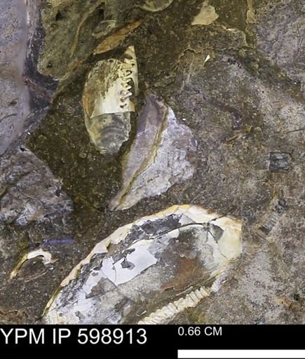 Hoploscaphites sp.