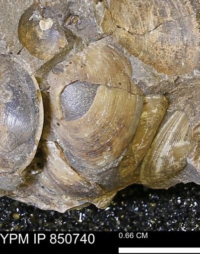 Limopsis striatopunctatus