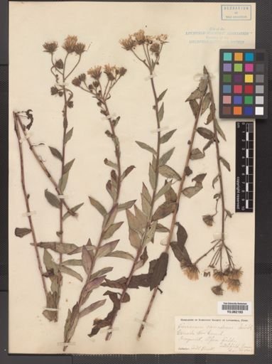 Hieracium canadense