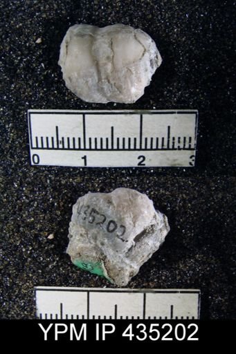Marginifera transversa