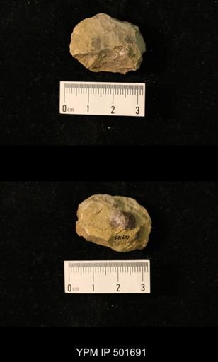 Marginifera splendens