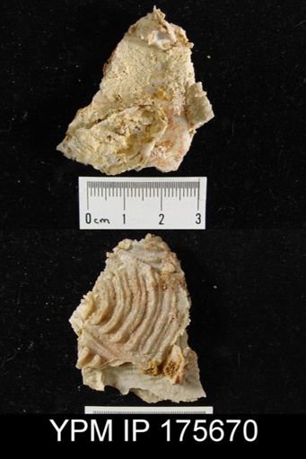 Leptodus sp.
