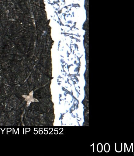 undet. Porifera