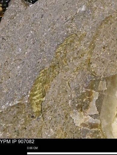 undet. Mollusca