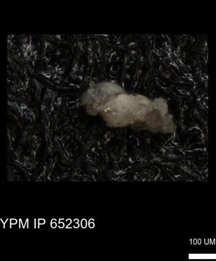 undet. Foraminiferida