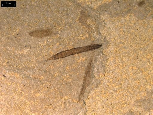 undet. Tipulidae