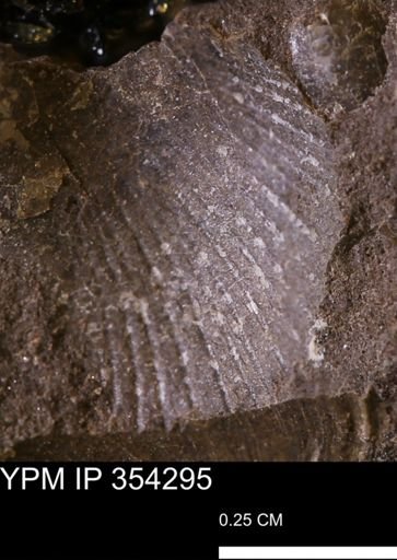 Oxytoma (Hypoxytoma) nebrascana