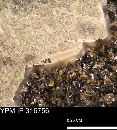 undet. Mollusca