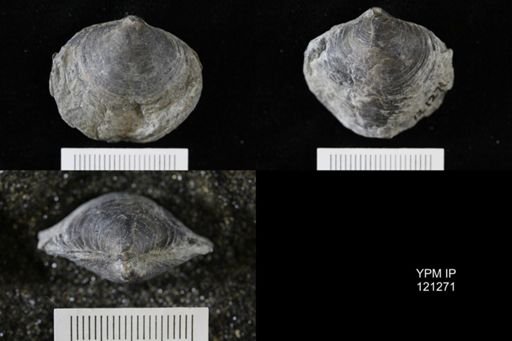 Athyris sp.