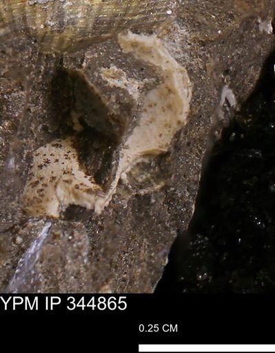 Limopsis striatopunctatus