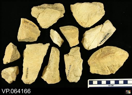 undet. Mosasauridae