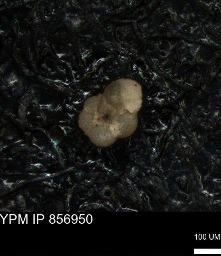 undet. Foraminiferida