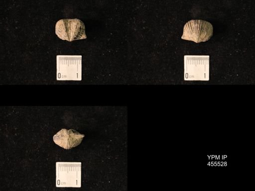 Platystrophia amoena robusta