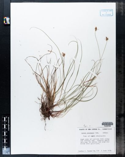 Carex emmonsii