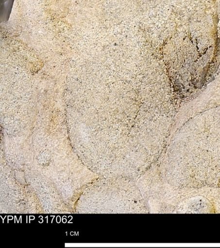 undet. Mollusca