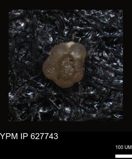 undet. Foraminiferida
