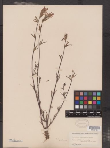 Castilleja coccinea