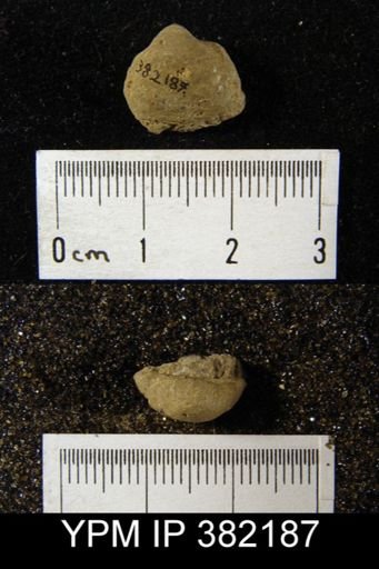 Institina marginalis