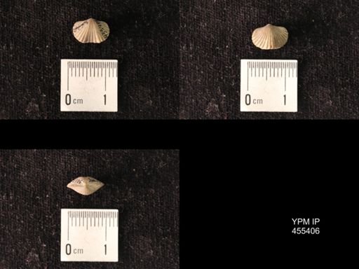 Platystrophia morrowensis