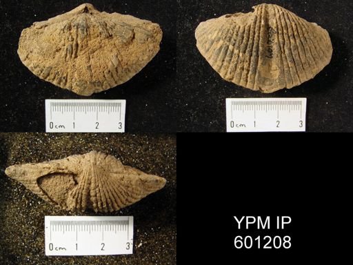 Spirifer intermedius