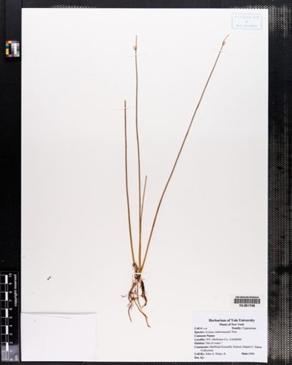 Scirpus subterminalis
