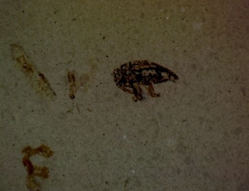 undet. Curculionidae
