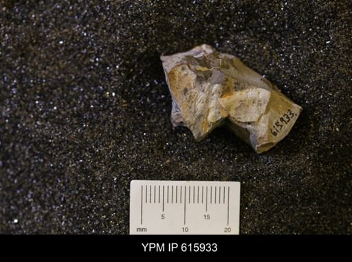 undet. Bivalvia