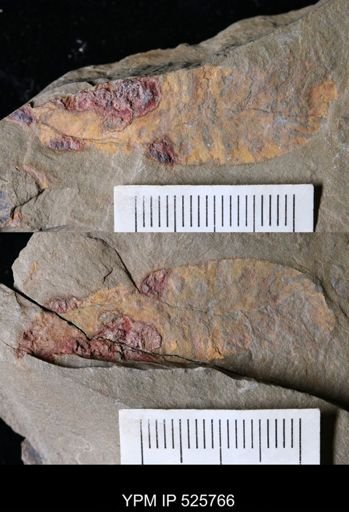 undet. Leanchoiliidae