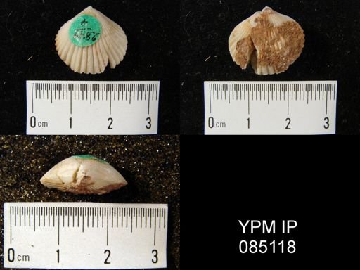 Uncinulus sp.