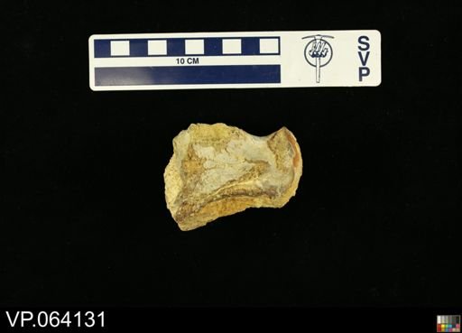 undet. Mosasauridae