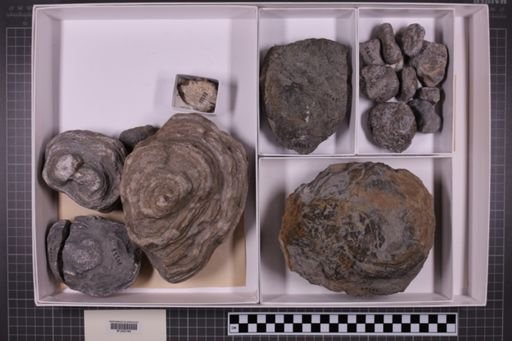 mixed taxa, stratigraphic collection